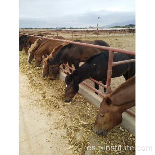 Orina de Yegua Embarazada (PMU)